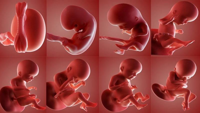 Các giai đoạn phát triển của thai nhi và những điều cần biết 2