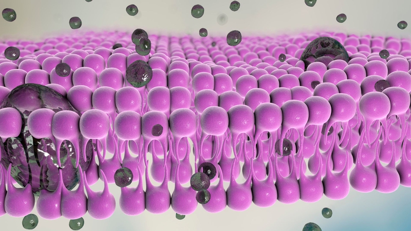 Các loại lipoprotein​ và ý nghĩa của chúng đối với sức khỏe tim mạch 1