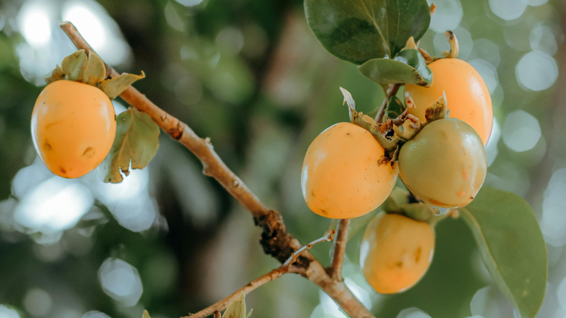 Hồng giòn là một trong các loại quả hồng được nhiều người yêu thích