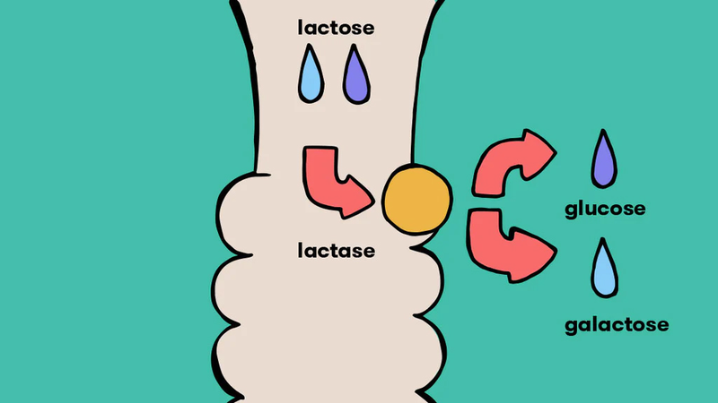 Cách bổ sung dinh dưỡng cho người bị không dung nạp lactose 1