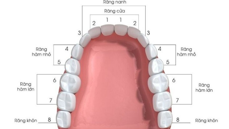 Cách đếm số răng và tên răng trong khung hàm 3