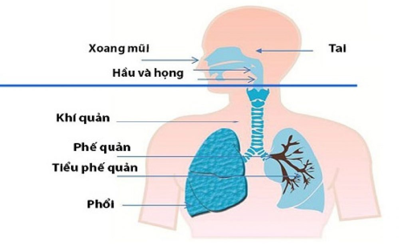 Cách phân biệt bệnh lý ở đường hô hấp trên và dưới 2