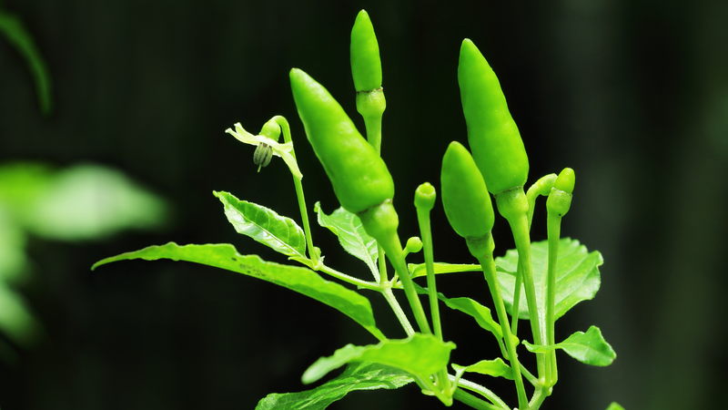 Ớt xiêm có hình dạng nhỏ, thon dài, đầu nhọn, cuống ngắn và vỏ bóng mịn