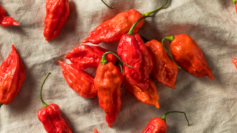 Ớt ghost pepper là một trong những loại ớt cay nhất thế giới