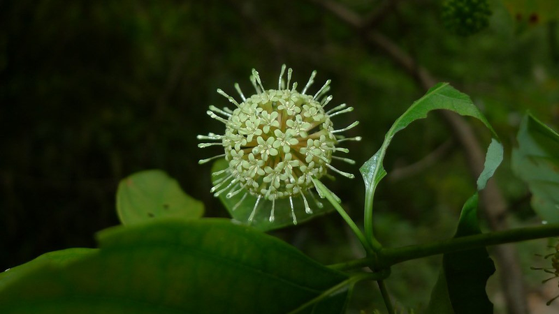 Câu đằng 2