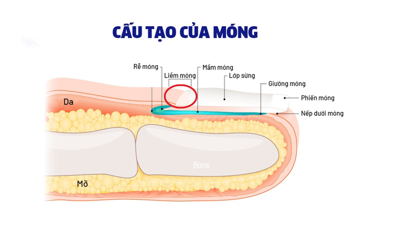 Cấu tạo của móng tay và mối liên hệ của móng tay với sức khỏe 1