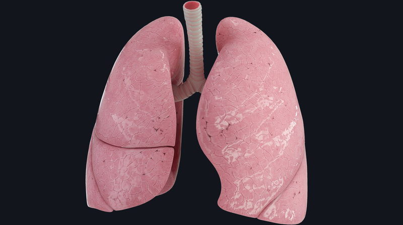 Cấu tạo giải phẫu phổi3