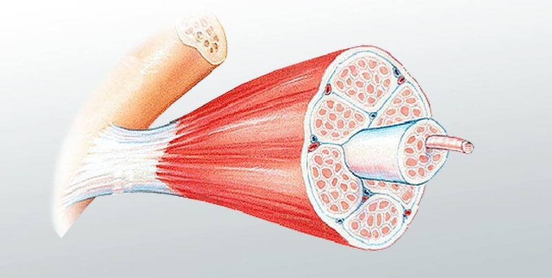 Cấu tạo và chức năng của gân 2