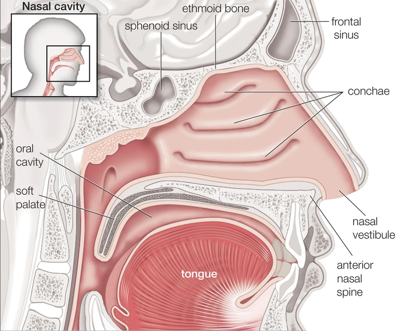 Cấu trúc, chức năng của mũi và những bệnh lý liên quan 2