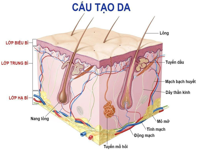 Cấu trúc của da và chức năng của cơ quan này 1
