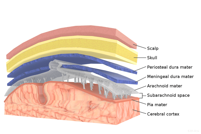 Cấu trúc giải phẫu, chức năng của màng não1