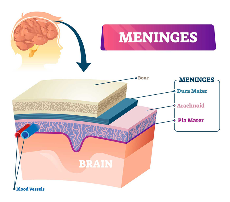 Cấu trúc giải phẫu, chức năng của màng não3