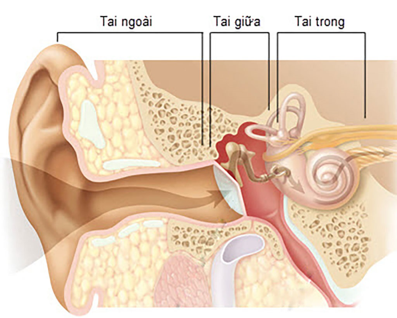 Cấu trúc giải phẫu tai người, chức năng và các vấn đề thường gặp 3