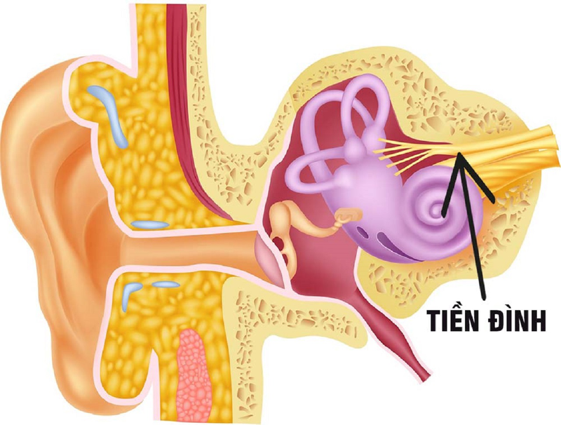 Cấu trúc giải phẫu tai người, chức năng và các vấn đề thường gặp 2
