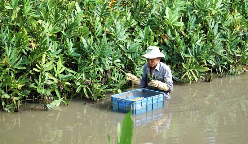 Cây mướp gai: Đặc điểm, công dụng và bài thuốc từ thảo dược quý 3