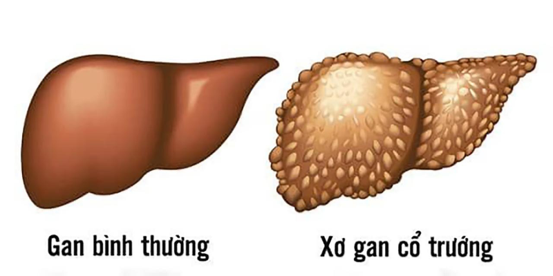 Cây thương lục có độc không? Cây thương lục có tác dụng gì? 2