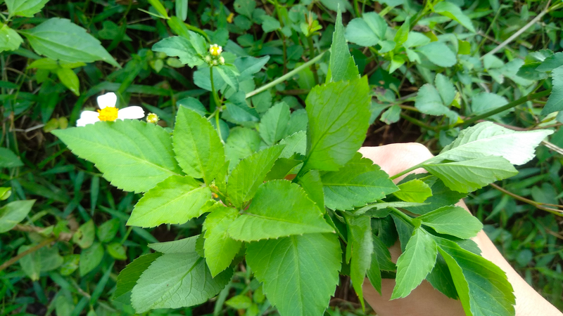 Cây Xuyến chi: Một loại thảo dược mọc hoang với tác dụng dược lý cao 3
