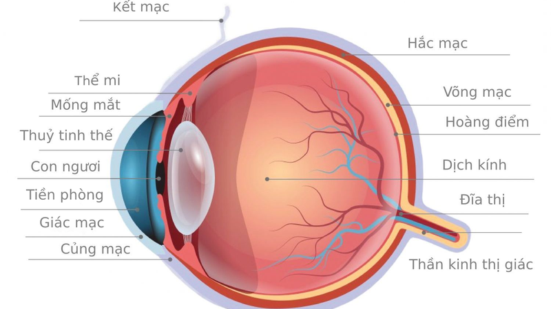 Chấn thương vỡ nhãn cầu có bảo tồn được không 1