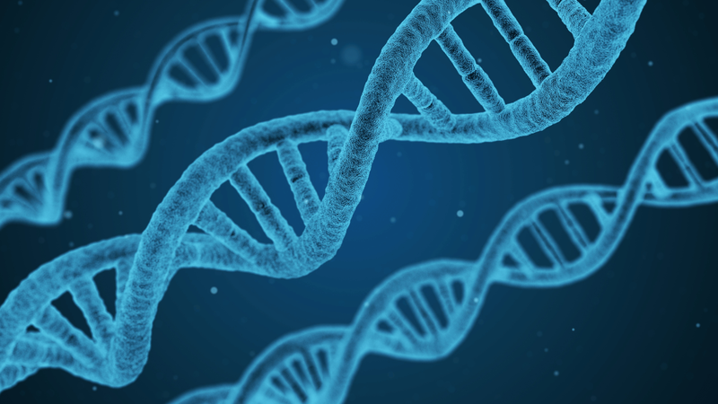 Chế độ ăn kiêng DNA là gì? 1