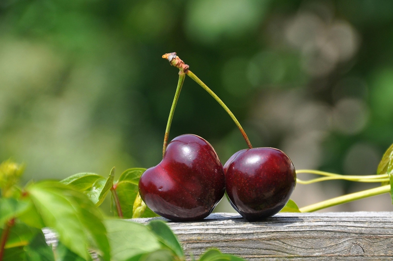 Bầu ăn cherry được không? 8 lợi ích sức khỏe của quả cherry đối với phụ nữ mang thai 1