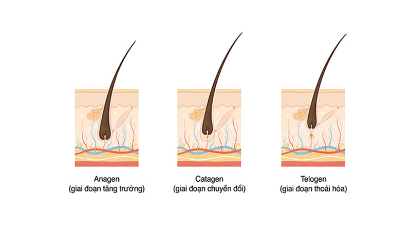Chu kỳ tăng trưởng tóc diễn ra như thế nào? 1