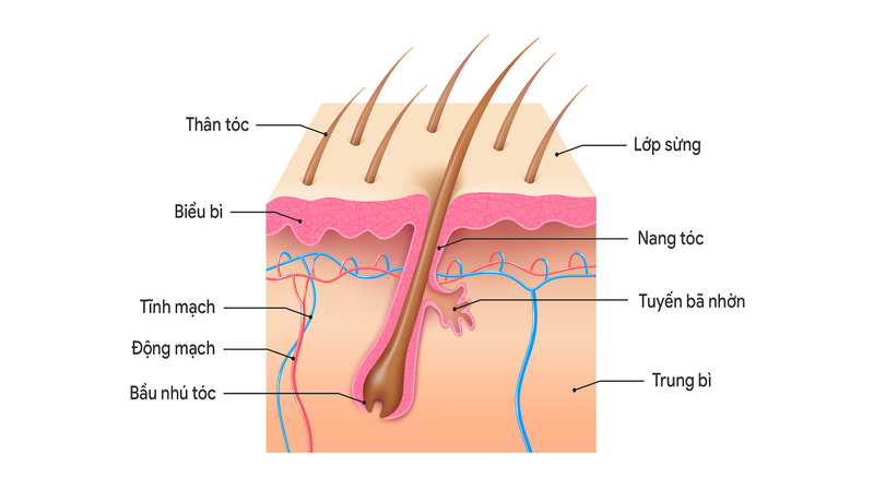 Chu kỳ tăng trưởng tóc diễn ra như thế nào? 2