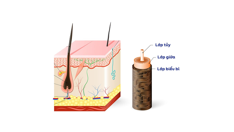 Chu kỳ tăng trưởng tóc diễn ra như thế nào? 3