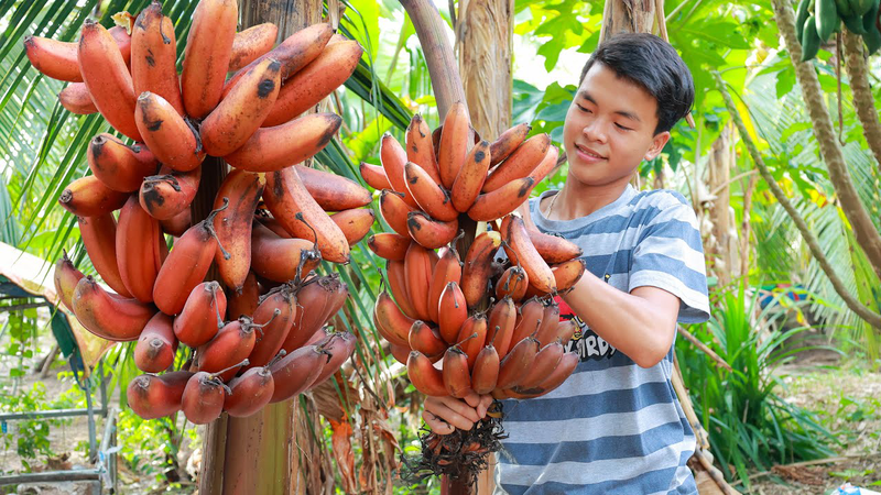 Giá trị dinh dưỡng và lợi ích của chuối đỏ với sức khỏe 2
