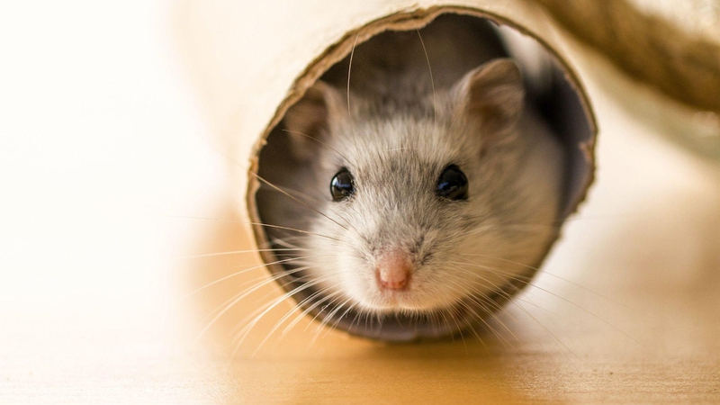 Chuột hamster cắn có sao không? Hướng dẫn xử lý vết thương khi bị cắn 1