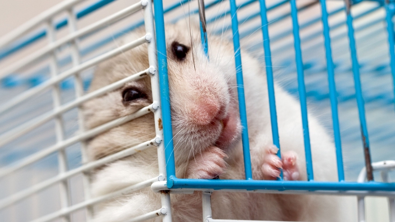 Chuột hamster cắn có sao không? Hướng dẫn xử lý vết thương khi bị cắn 2