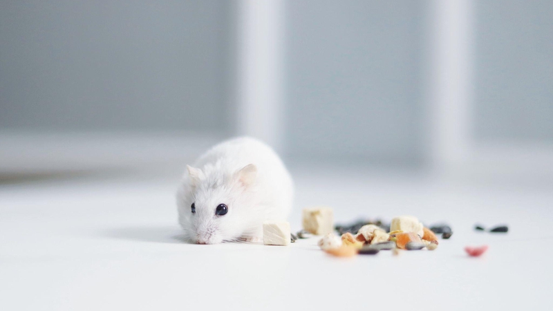 Chuột hamster cắn có sao không? Hướng dẫn xử lý vết thương khi bị cắn 3