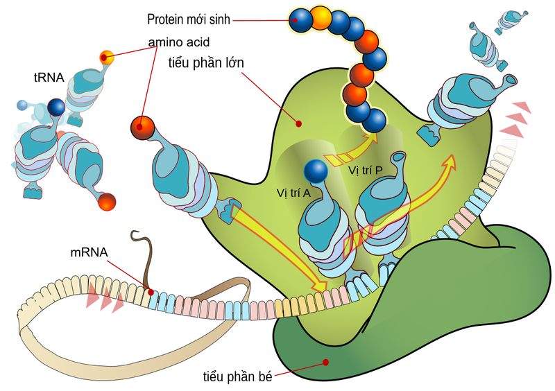 Chuyển hóa protein diễn ra như thế nào trong cơ thể