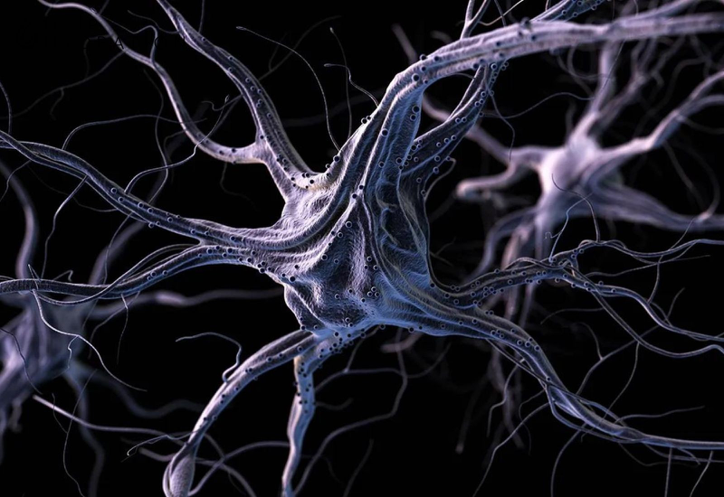 Có bao nhiêu dây thần kinh trong cơ thể con người? 4