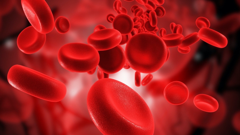 Cơ chế tái tạo máu là gì? Những điều bạn cần biết để nâng cao sức khỏe 1