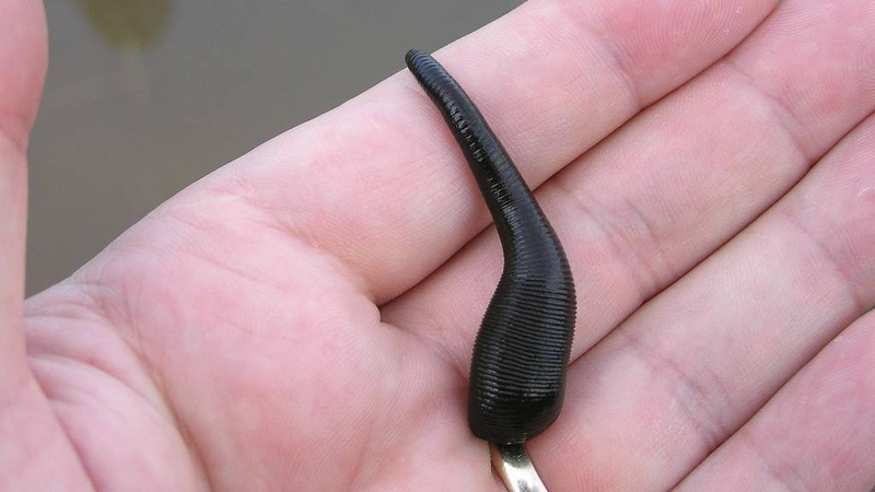 Con người từ xưa đã biết dùng đỉa sống để chích máu trị sưng tấy, áp xe