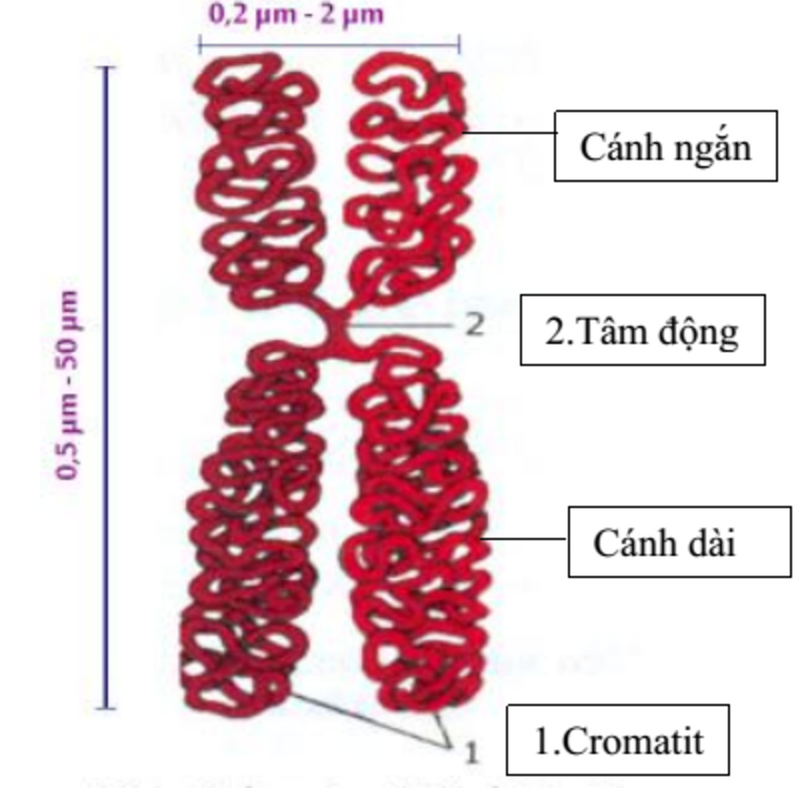 Chromatid là gì? Khám phá cấu trúc và vai trò của Chromatid trong phân bào