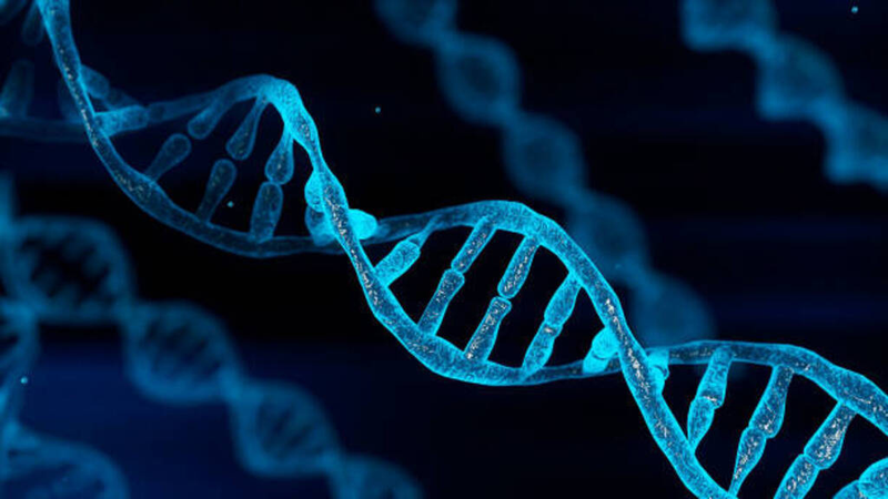 dac-diem-chung-cua-dna-va-rna-la-gi-co-su-khac-biet-nao-hay-khong 1