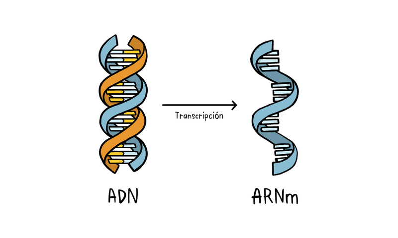 dac-diem-chung-cua-dna-va-rna-la-gi-co-su-khac-biet-nao-hay-khong 3