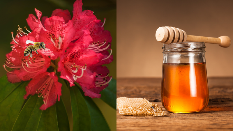 Đâu là loại mật ong quý nhất thế giới? Top 7 mật ong quý giá, đắt đỏ 2