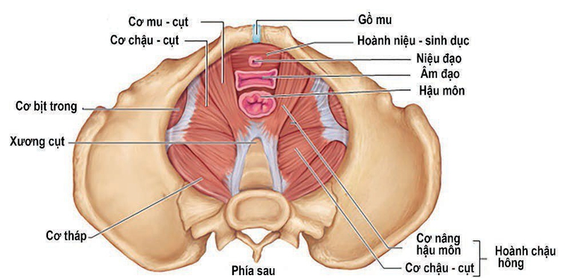 Đáy chậu là gì? Nguyên nhân phụ nữ đau đáy chậu sau sinh? 1