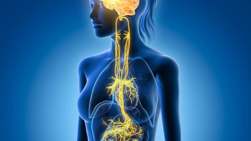 Dây thần kinh phế vị​ giữ vai trò gì đối với sức khỏe con người? 1