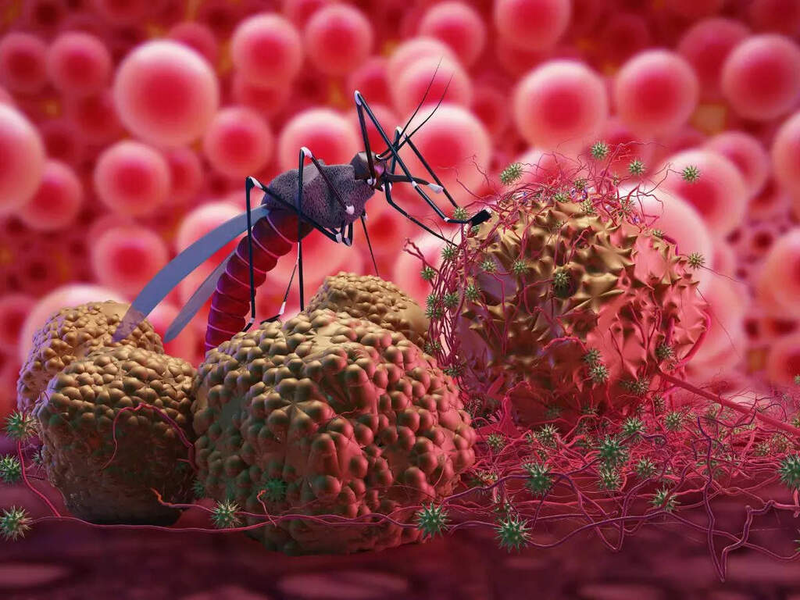 Dengue virus là gì? Dengue virus gây ra bệnh sốt xuất huyết có mấy loại? 1
