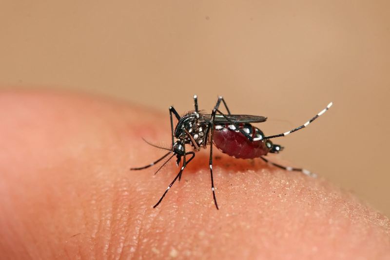 Dengue virus ns1ag test nhanh là gì? 1