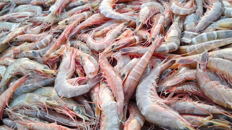 Điểm danh các loại hải sản tốt cho đàn ông giúp tăng cường sinh lý 4