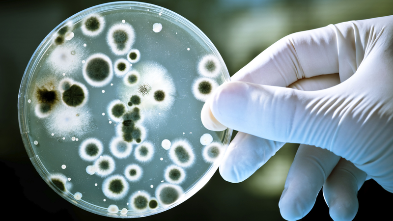 Điều trị trực khuẩn mủ xanh như thế nào là an toàn và hiệu quả? 4