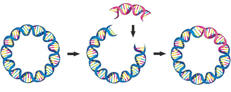 DNA Tái Tổ Hợp Là Gì? Tìm Hiểu Chi Tiết Và Ứng Dụng Quan Trọng