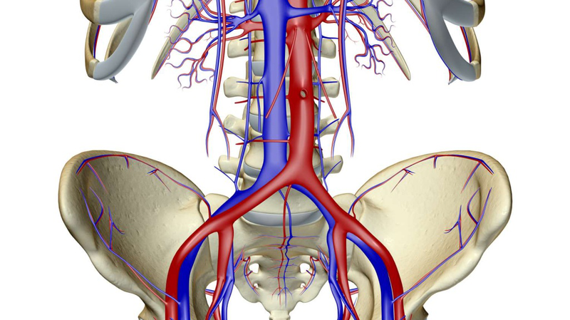 Động mạch chậu: Cấu trúc, chức năng và các bệnh lý thường gặp 