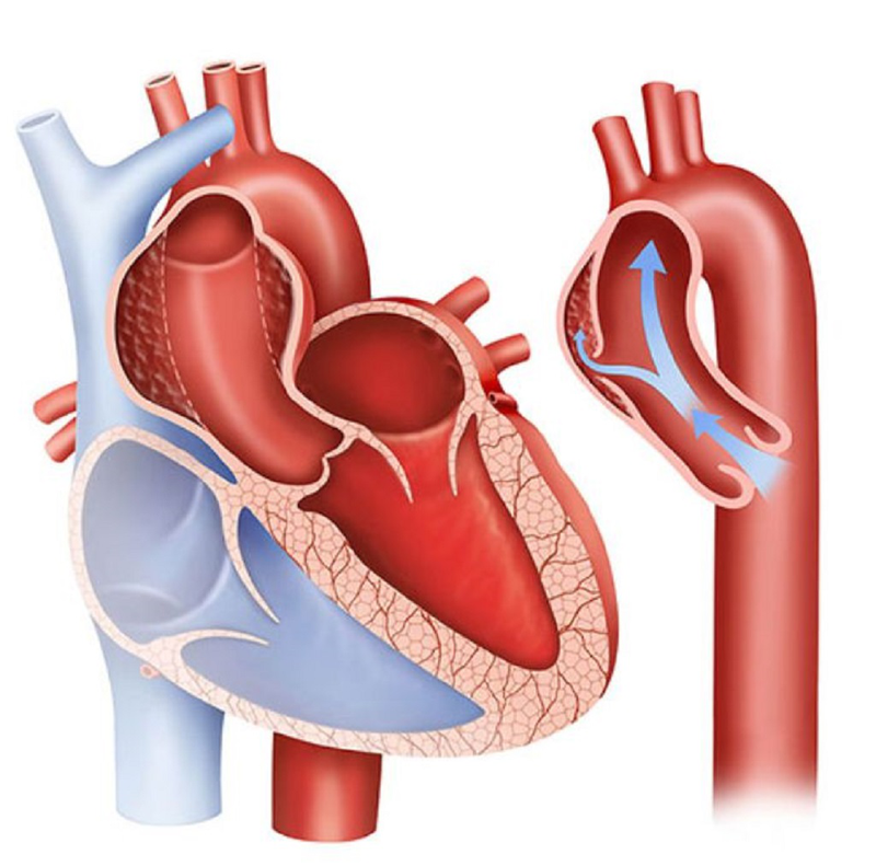 Động mạch là gì? Động mạch có cấu tạo và chức năng như thế nào? 2