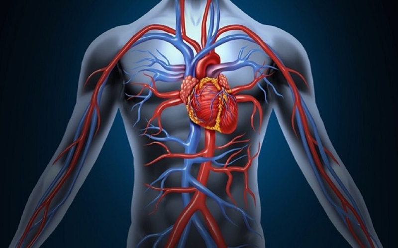 Động mạch là gì? Động mạch có cấu tạo và chức năng như thế nào? 3