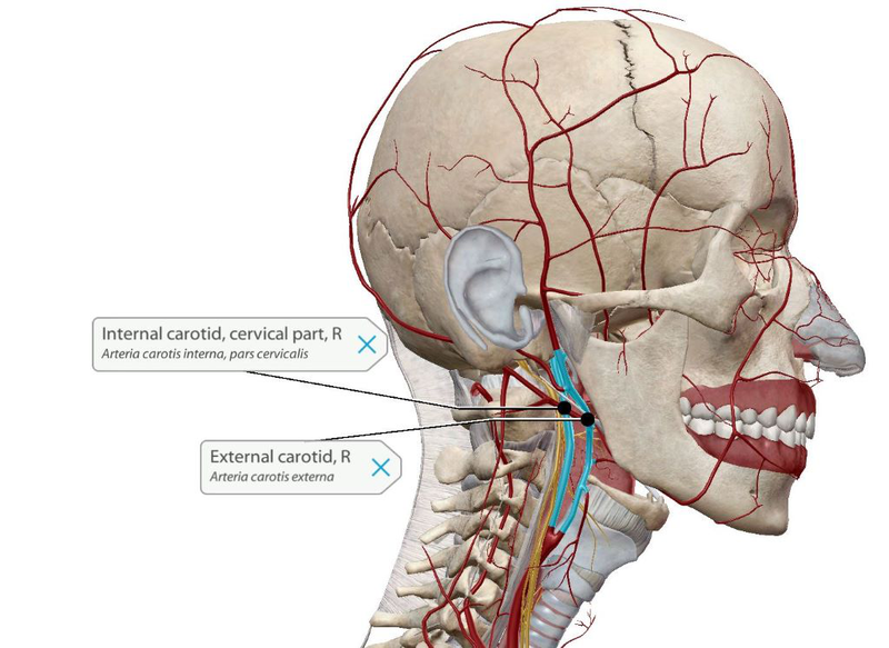 Động mạch lưỡi: Vị trí, nguồn gốc và cấu trúc tĩnh mạch đi kèm giúp hấp thu thuốc 1